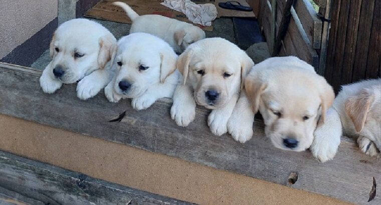 LABRADOR RETRIVER