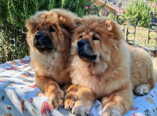 Štenci chow chow