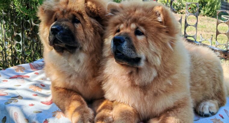 Štenci chow chow