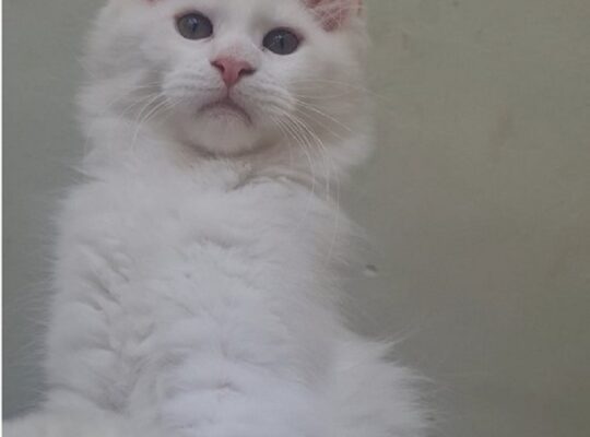 Maine Coon mačići