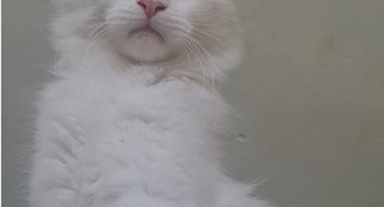 Maine Coon mačići