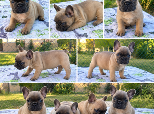 Francuski buldog
