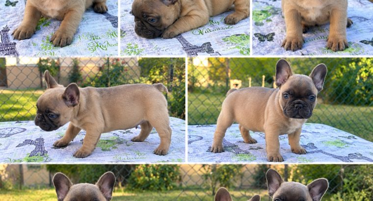 Francuski buldog