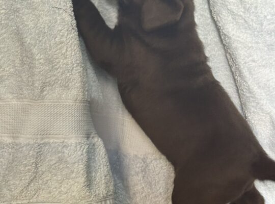 Cokoladni labrador