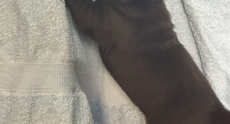 Cokoladni labrador