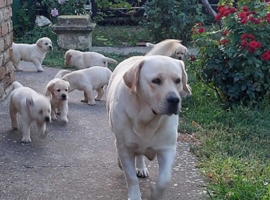LABRADOR RETRIVER