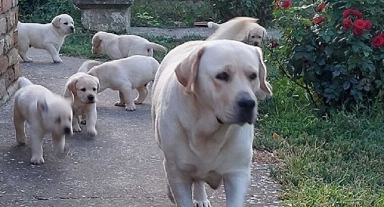 LABRADOR RETRIVER