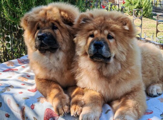 Štenci chow chow
