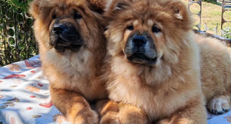 Štenci chow chow