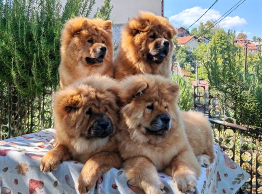 Štenci chow chow