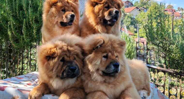 Štenci chow chow