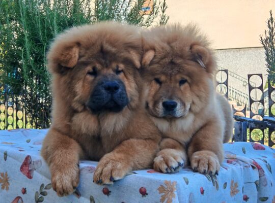 Štenci chow chow