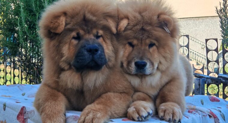 Štenci chow chow