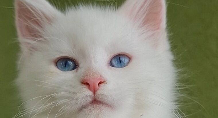 Maine Coon mačići