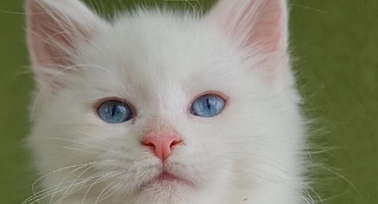 Maine Coon mačići