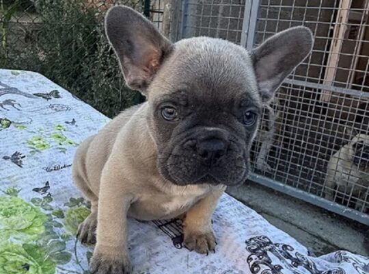 Francuski buldog