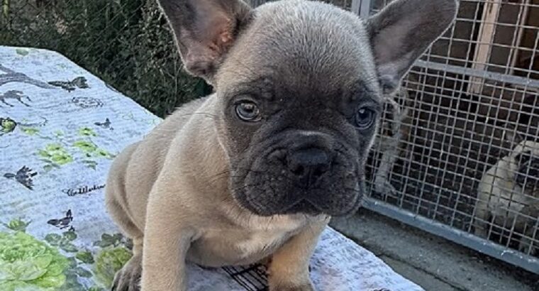 Francuski buldog
