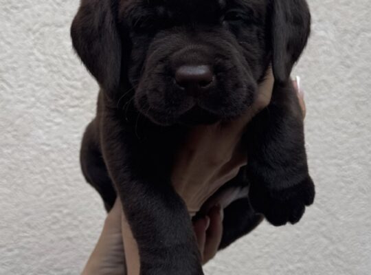 Cokoladni labrador