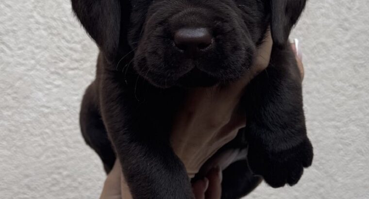 Cokoladni labrador