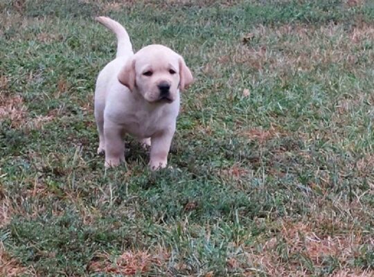 LABRADOR RETRIVER