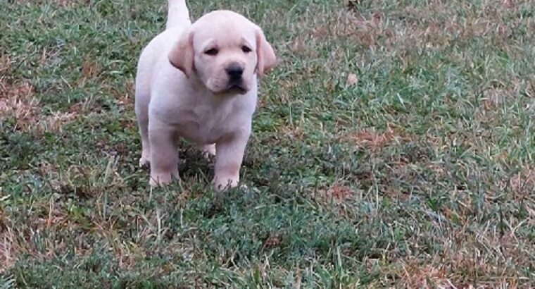 LABRADOR RETRIVER