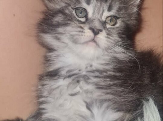 Maine Coon mačići