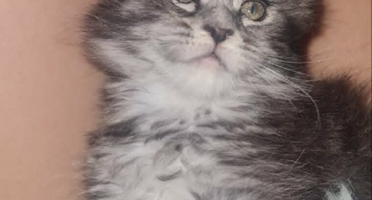 Maine Coon mačići