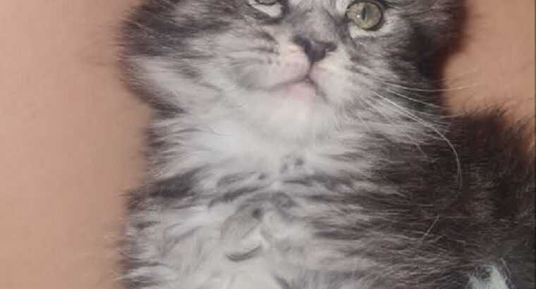 Maine Coon mačići