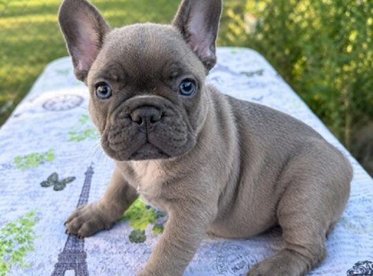 Francuski buldog