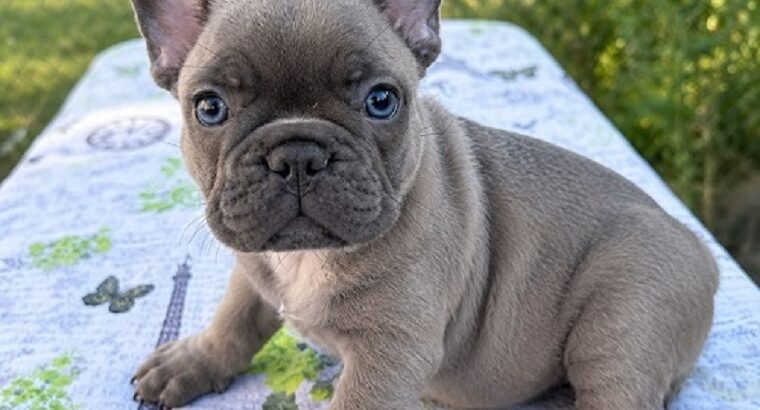 Francuski buldog
