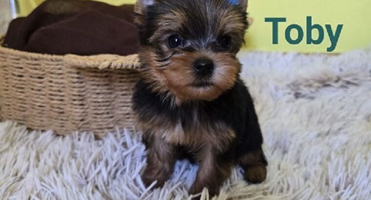 Mini jorkširski terijer 