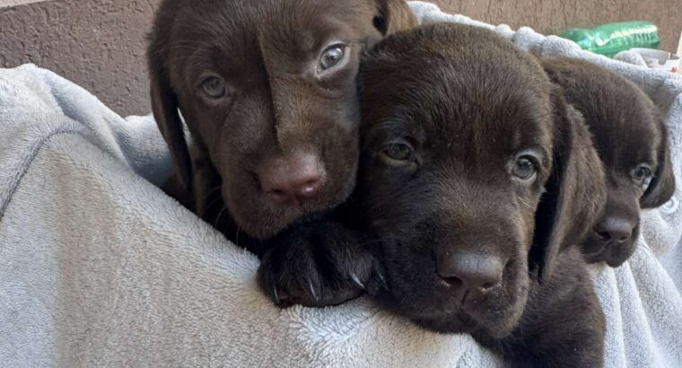 Cokoladni labrador