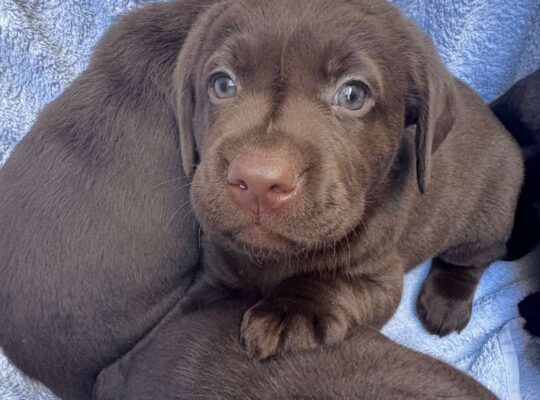 Cokoladni labrador