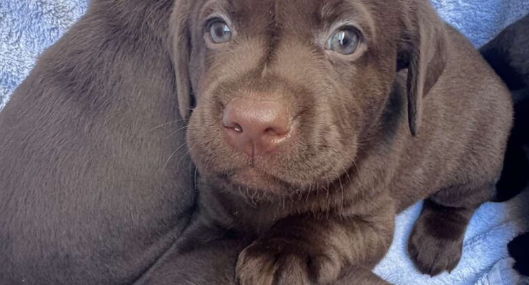 Cokoladni labrador