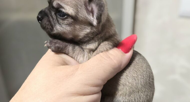 Štenci mini i mikro čivave