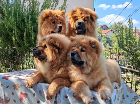 Štenci chow chow