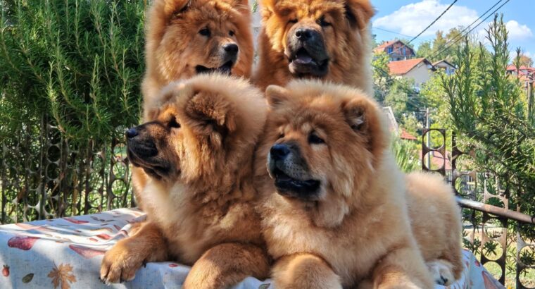 Štenci chow chow
