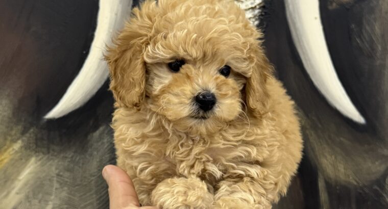 Pudla