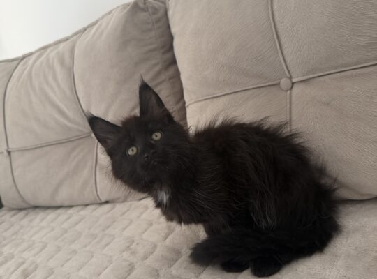 Maine coon