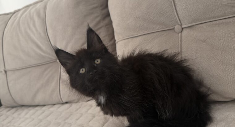 Maine coon