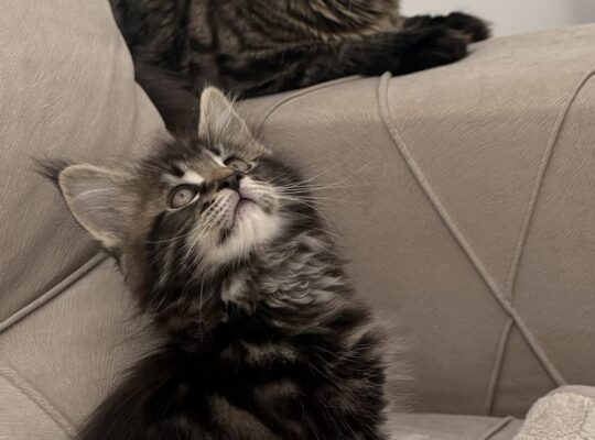 Maine coon