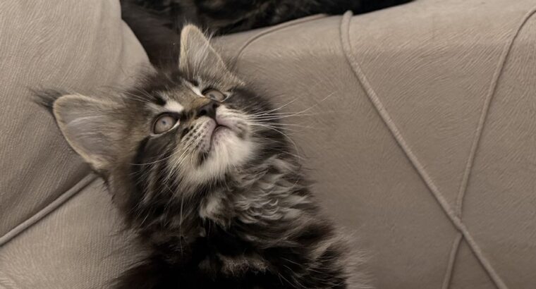 Maine coon