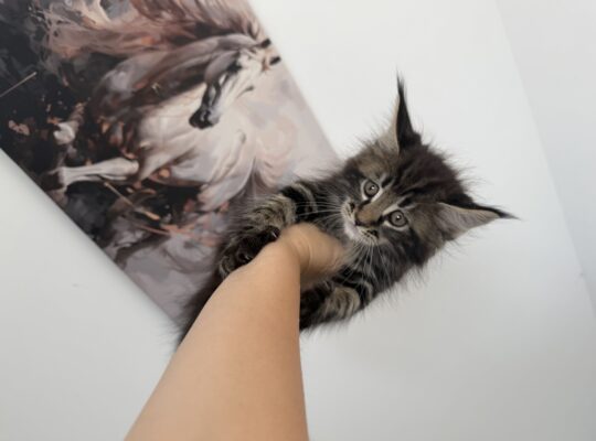Maine coon