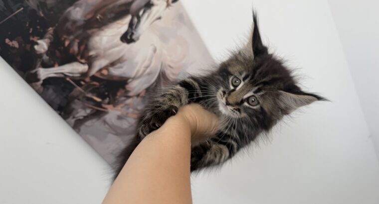 Maine coon