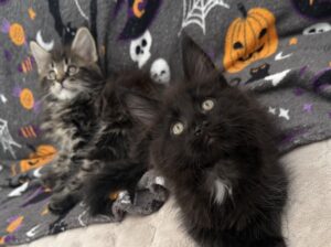 Maine coon