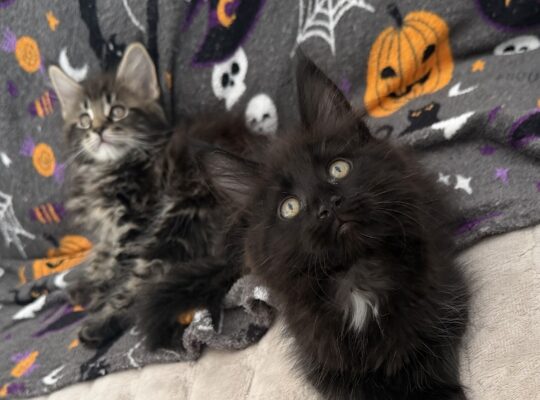 Maine coon