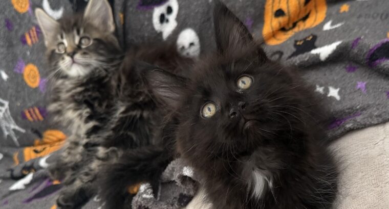 Maine coon
