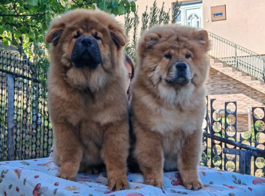 Štenci chow chow