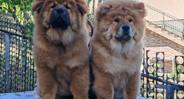 Štenci chow chow