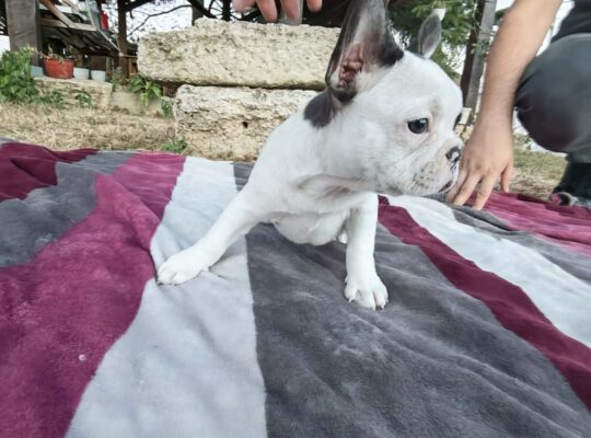 Merle francuski buldog štenci